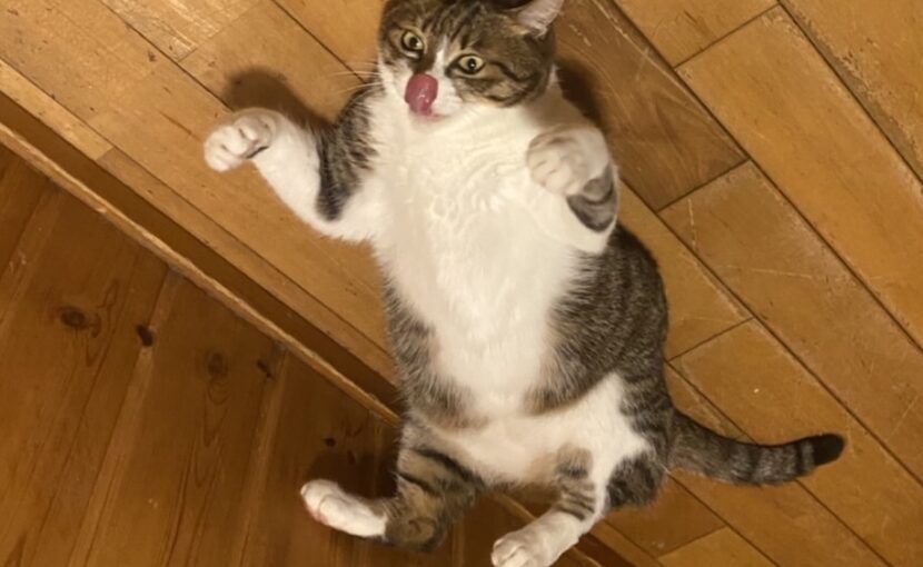 ひっくり返っている猫