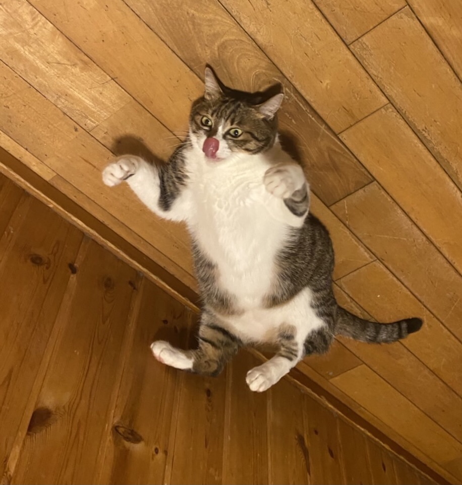 ひっくり返っている猫