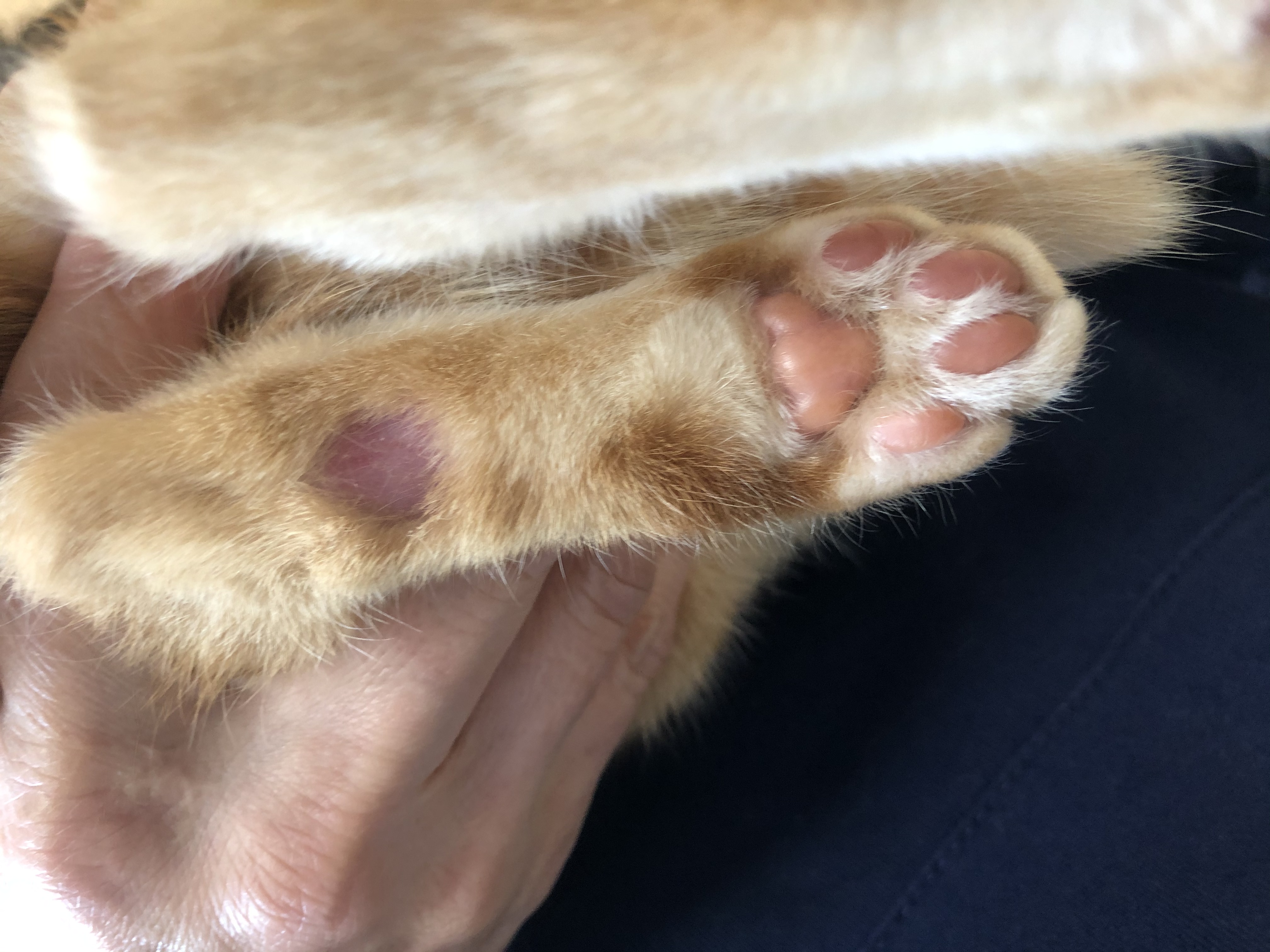 皮膚糸状菌症の猫の足