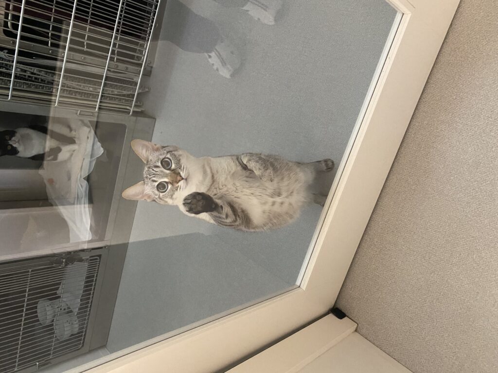 ガラスに手のひらを当てる猫