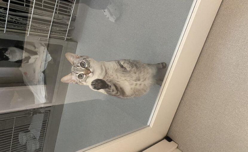 ガラスに手のひらを当てる猫