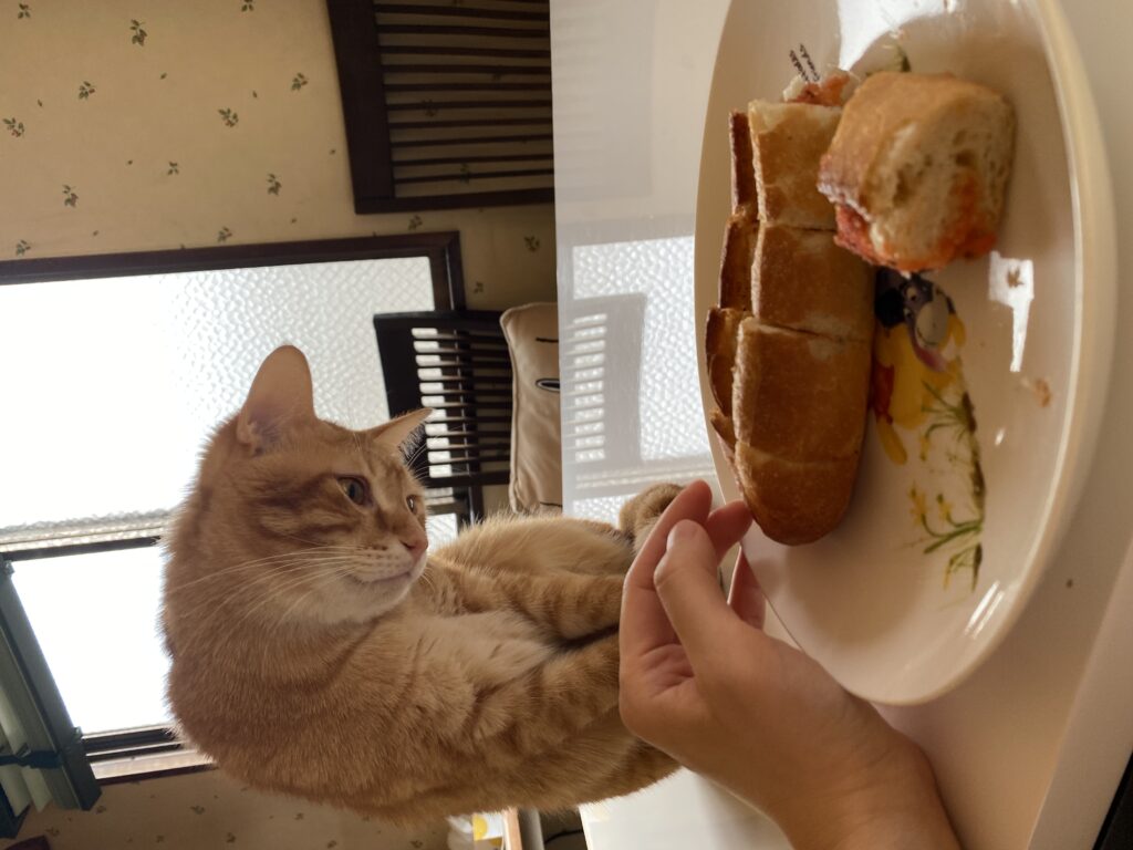 パンを見ている猫