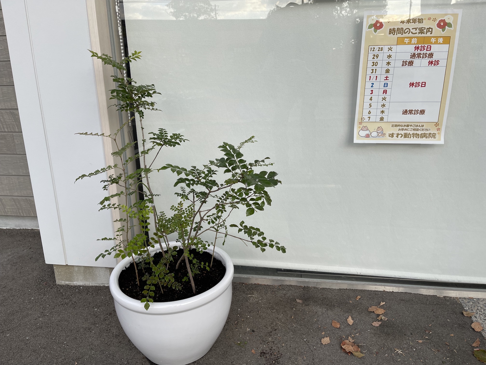 すわ動物病院の観葉植物