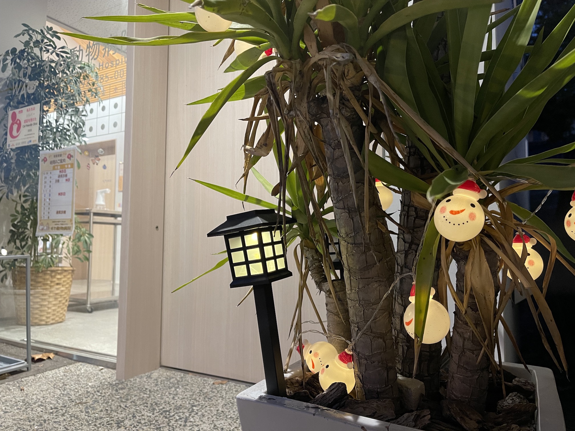 すわ動物病院の前の観葉植物