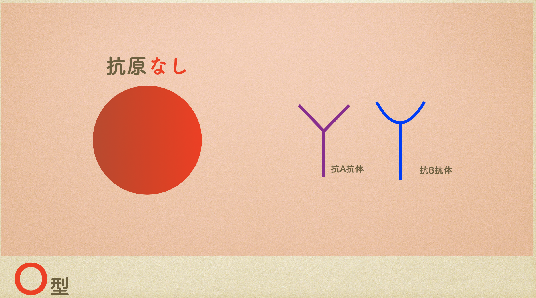 血液型O型