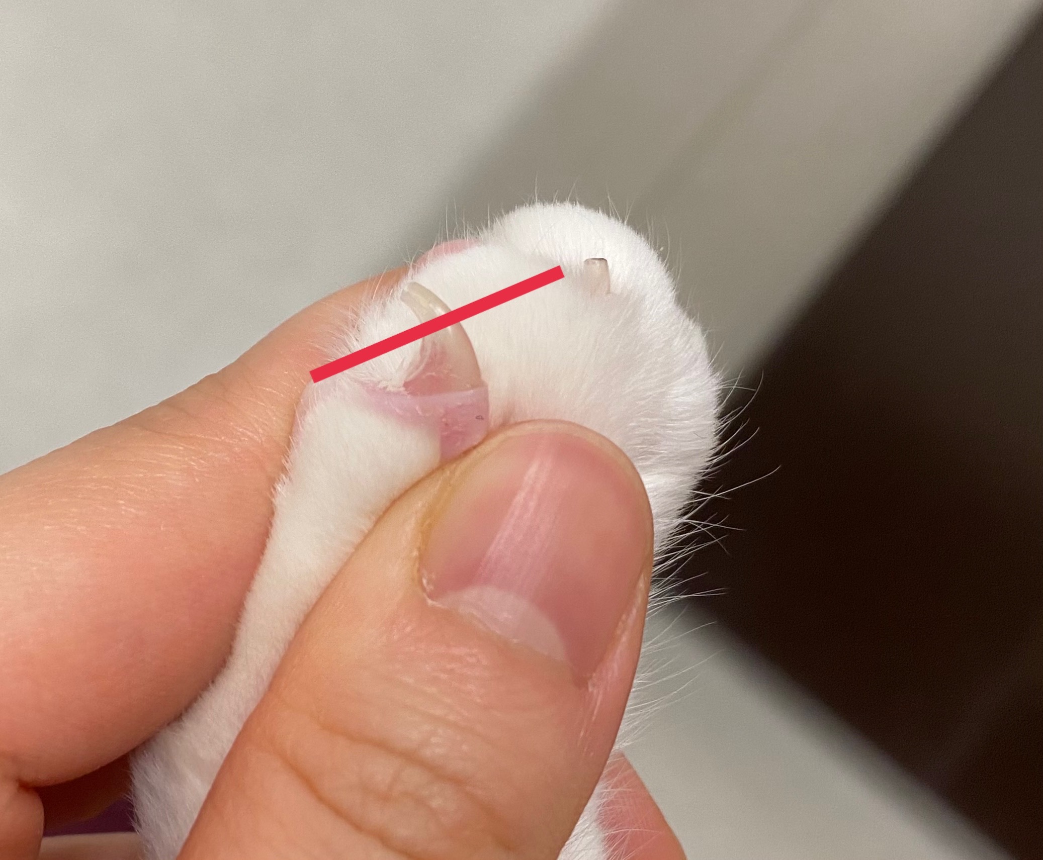 猫の爪切りライン
