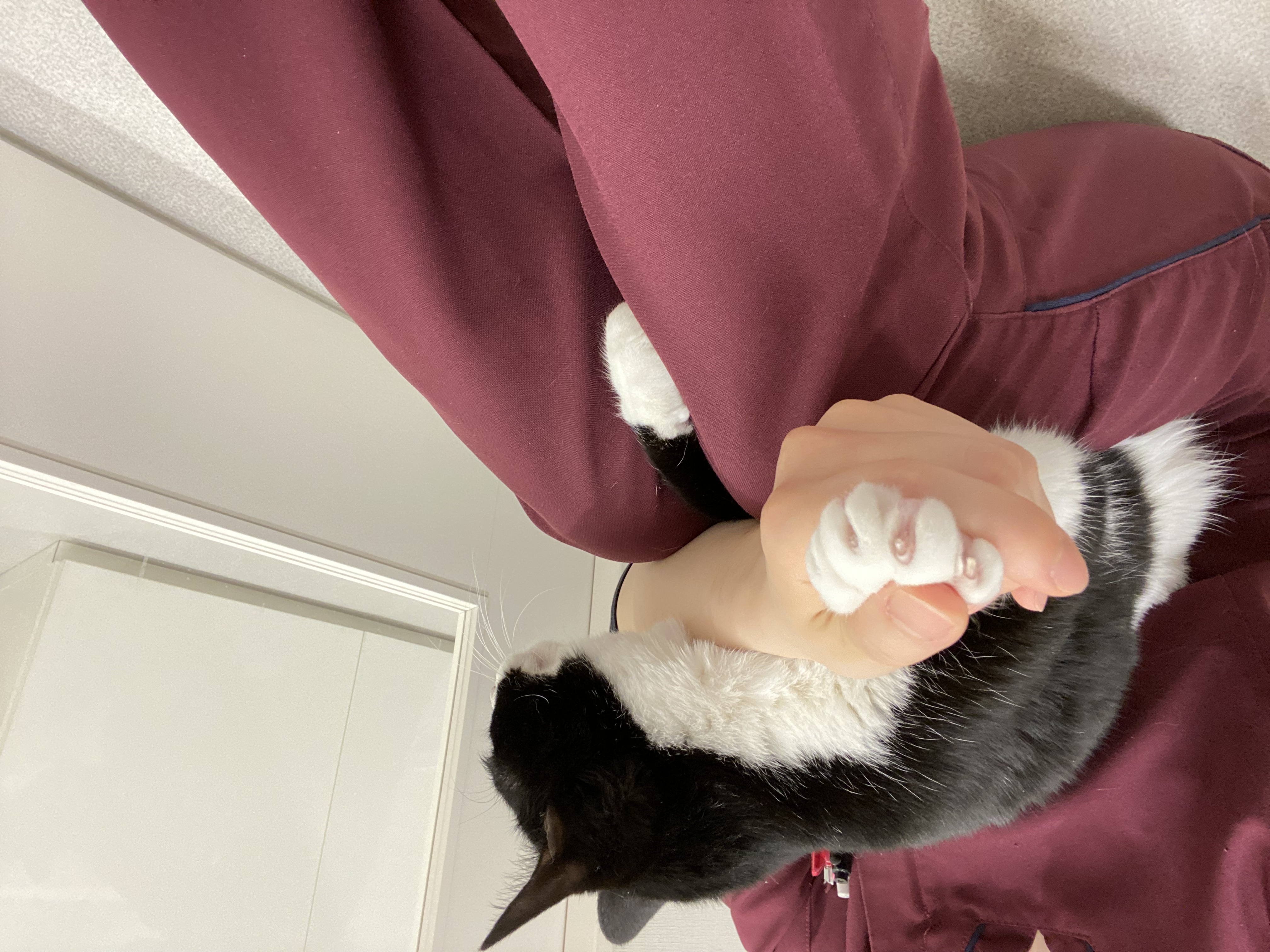 爪を切られている白黒の猫