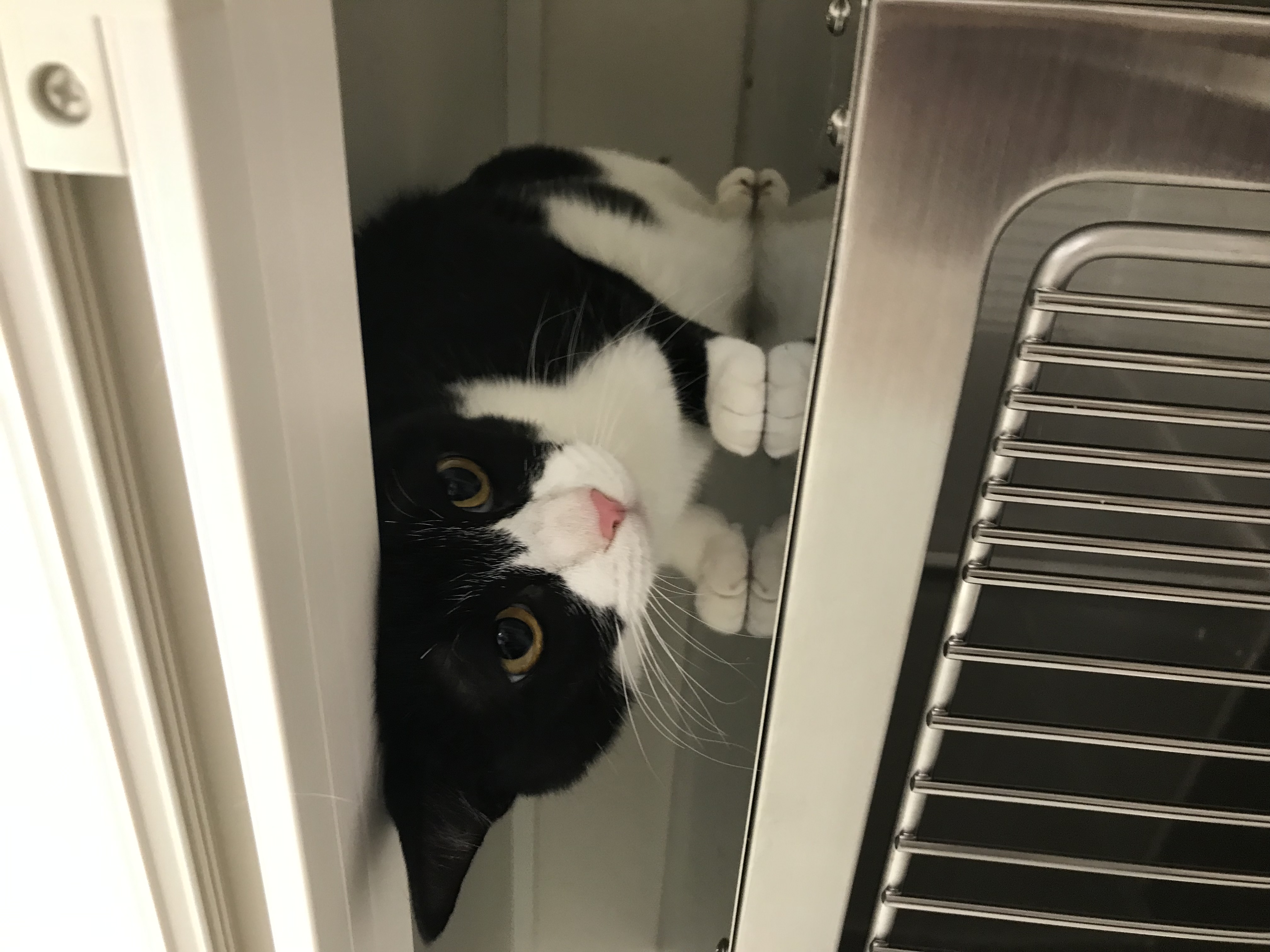 ケージの上に乗っている白黒猫