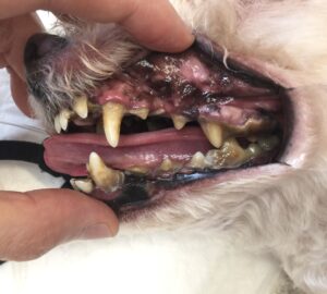 歯肉炎の犬