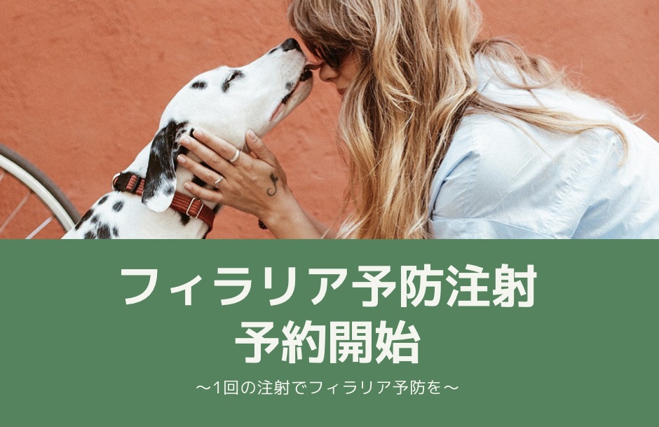 フィラリア予防注射予約開始