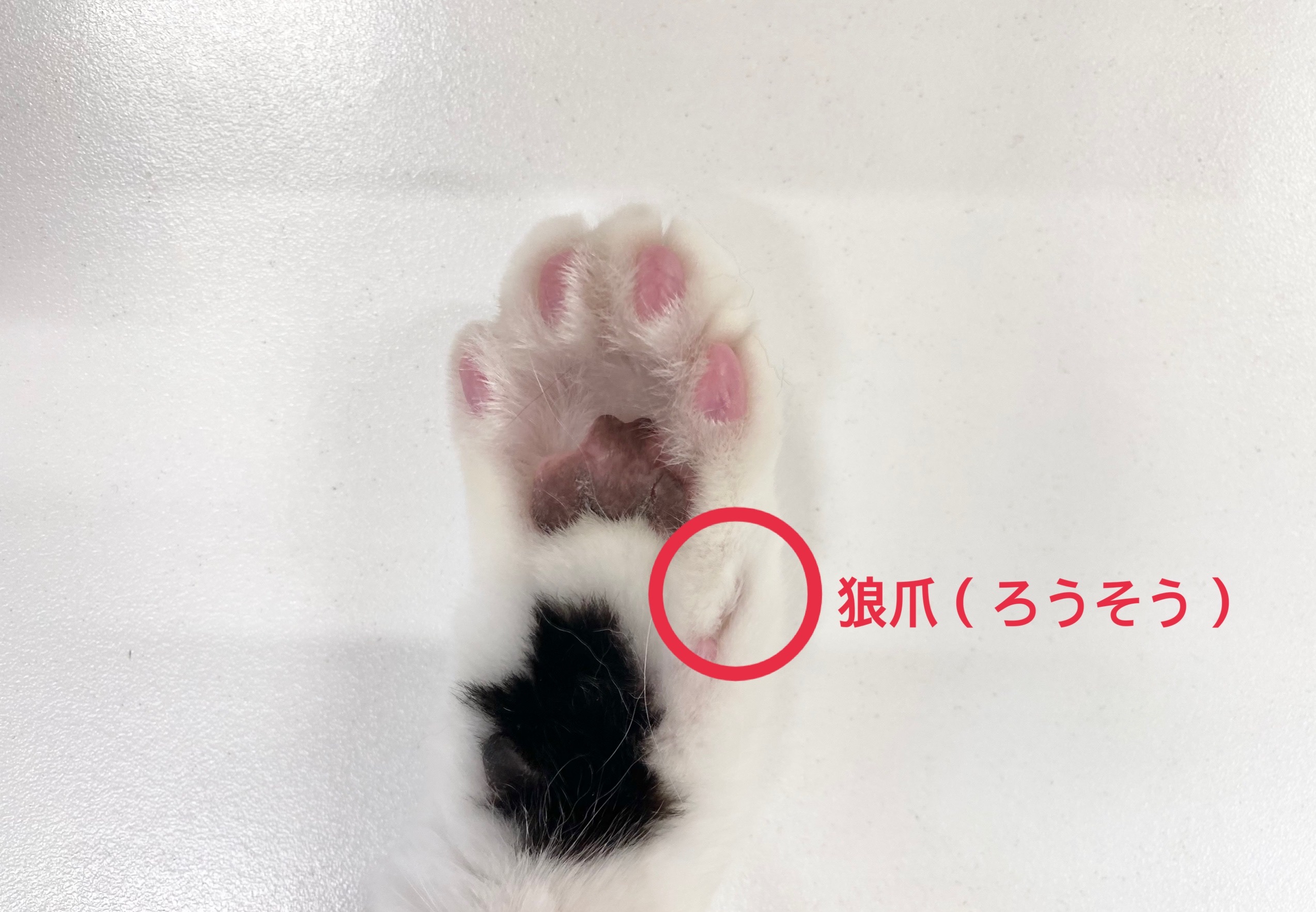 猫の狼爪