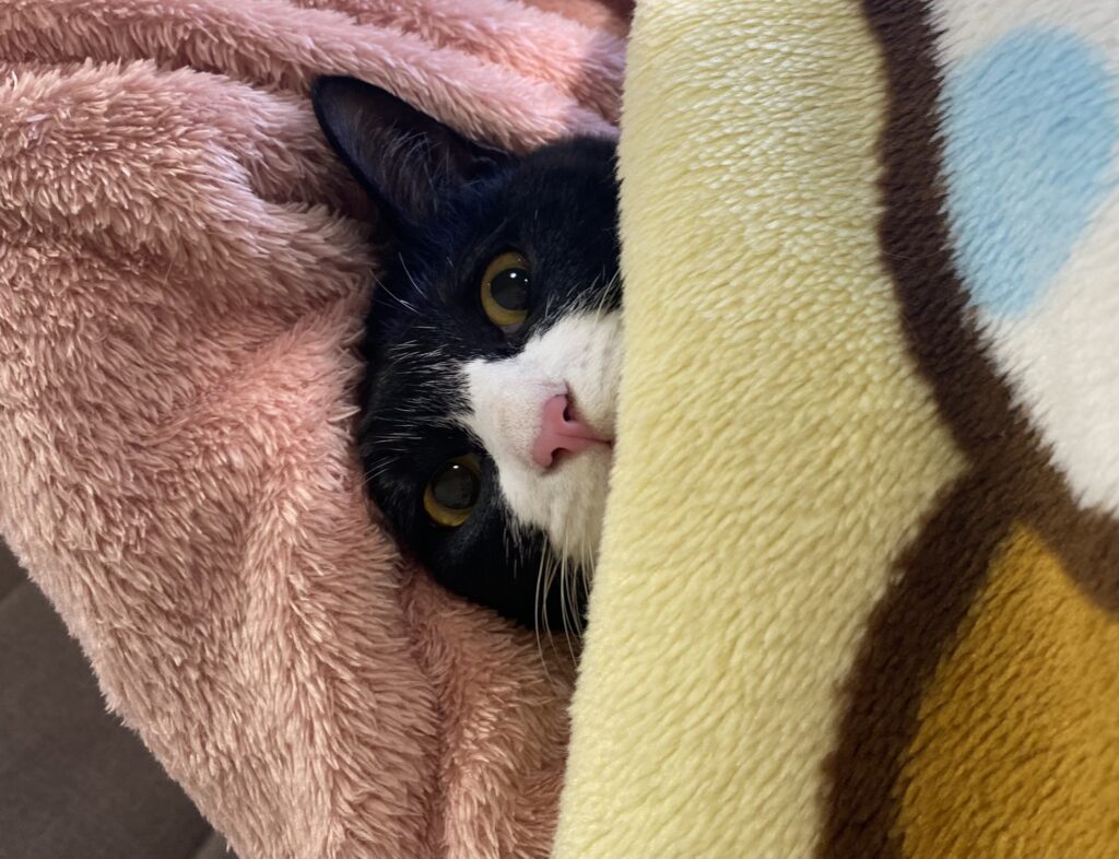 毛布の中の白黒猫
