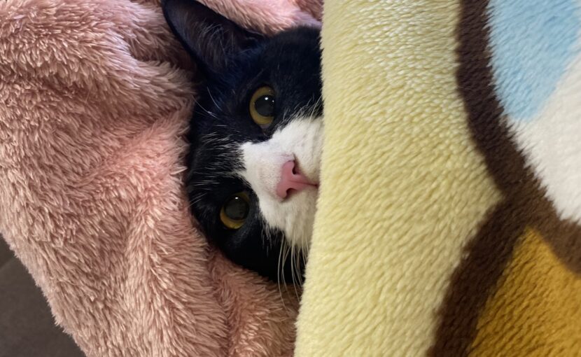 毛布の中の白黒猫
