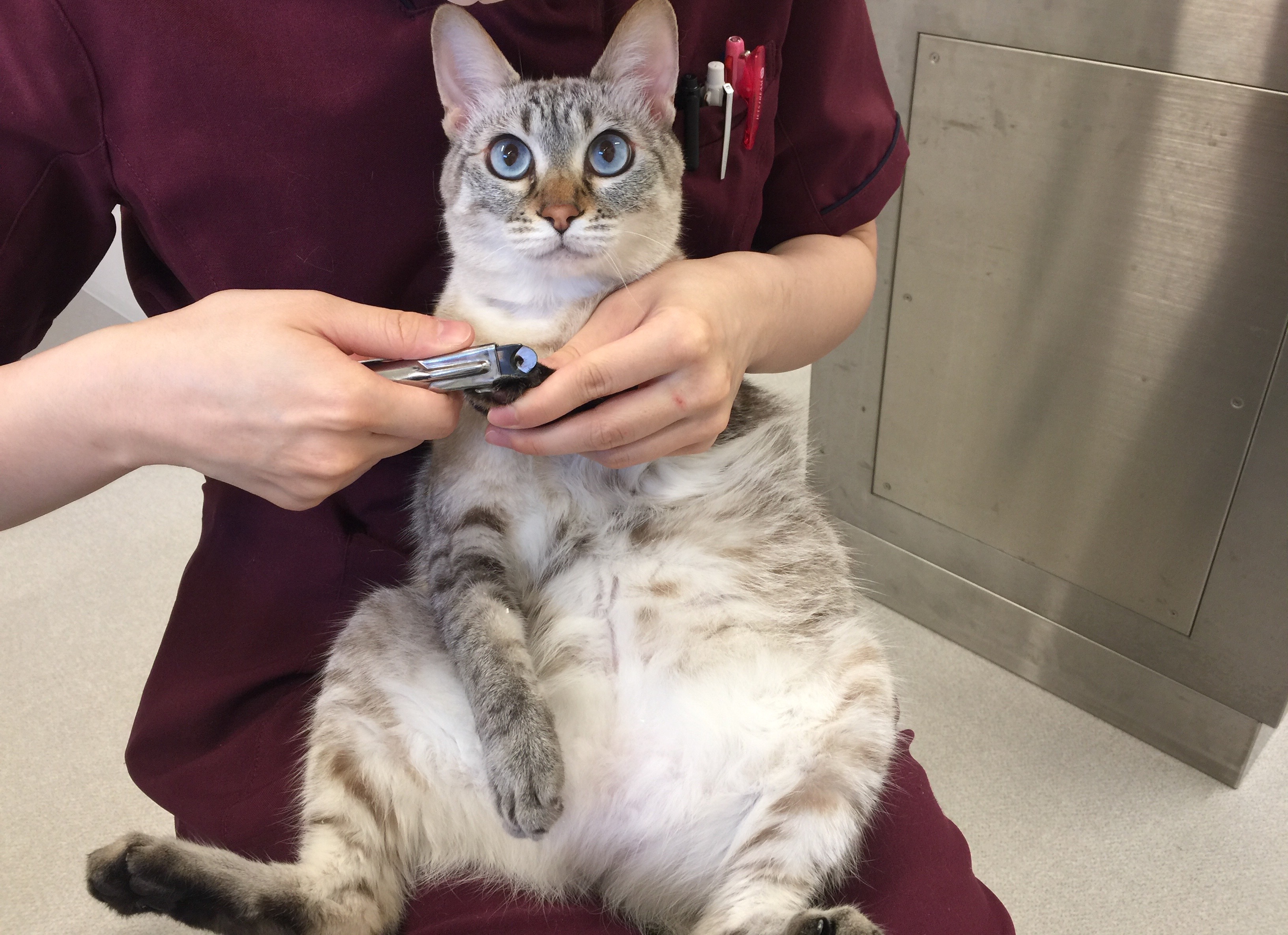 爪を切られている猫