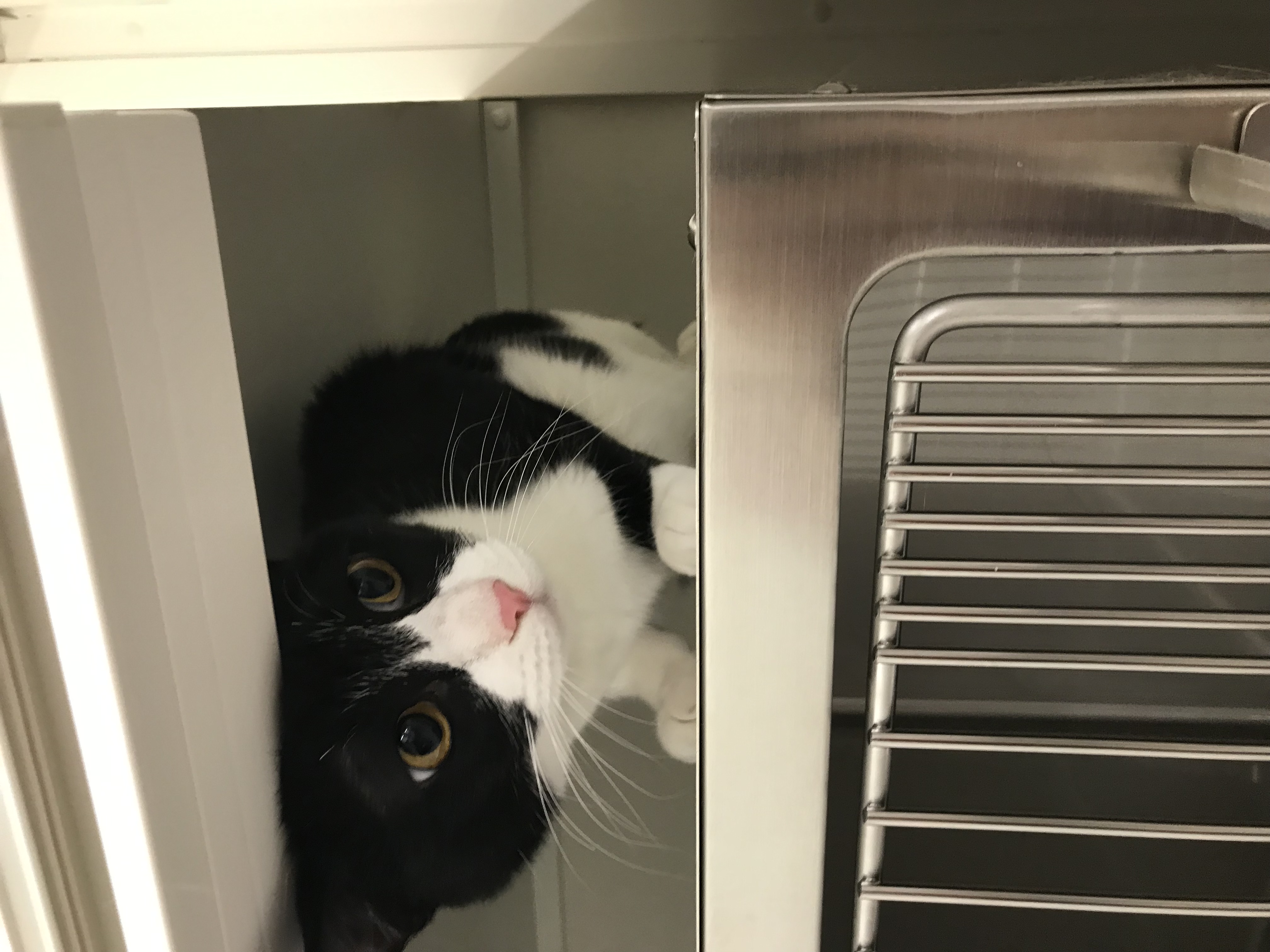 ケージの上に載っている白黒猫