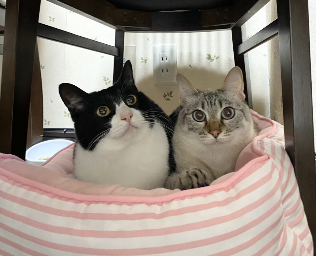 ベッドにいる2匹の猫