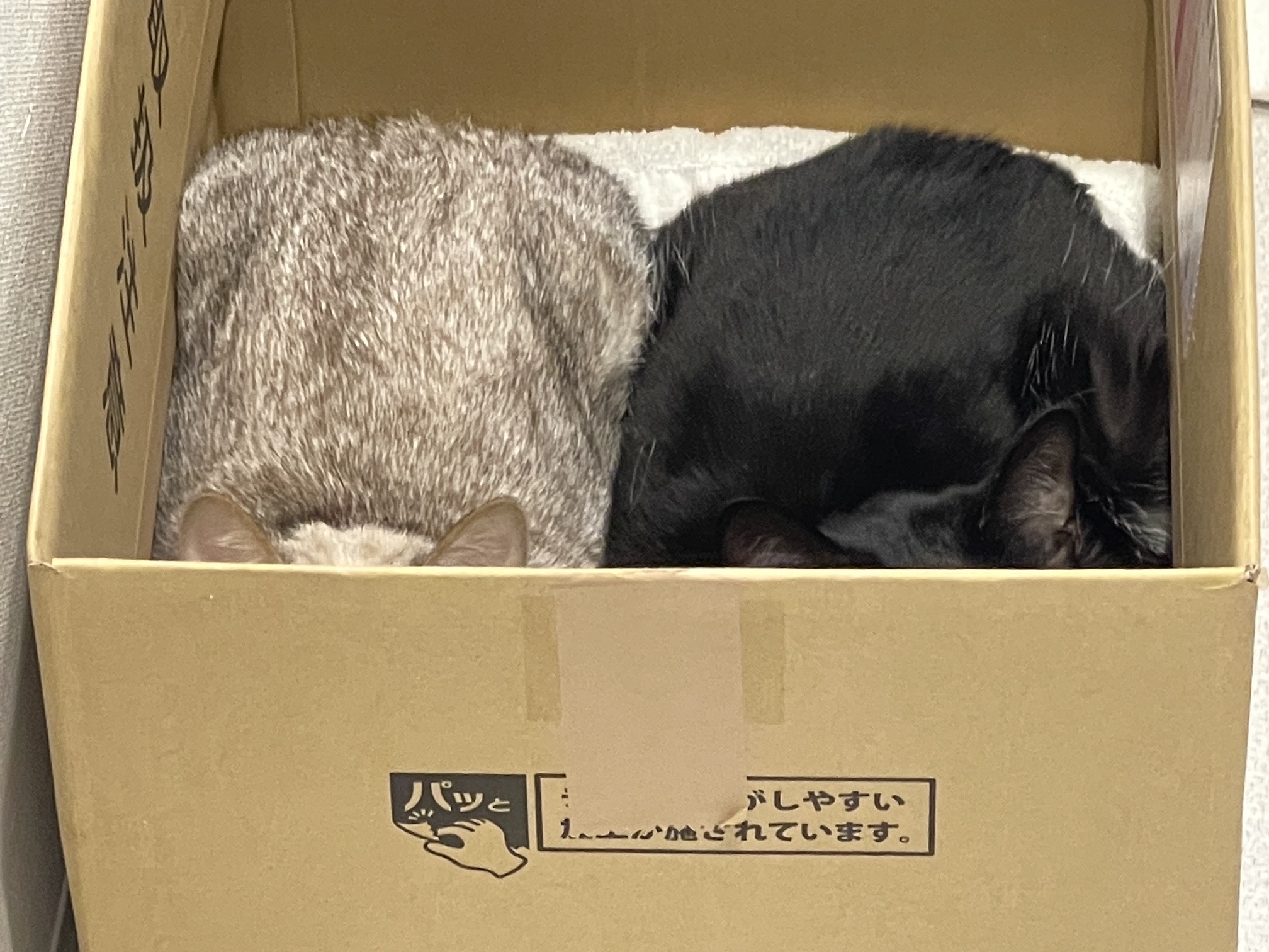 段ボールに入っている2匹の猫