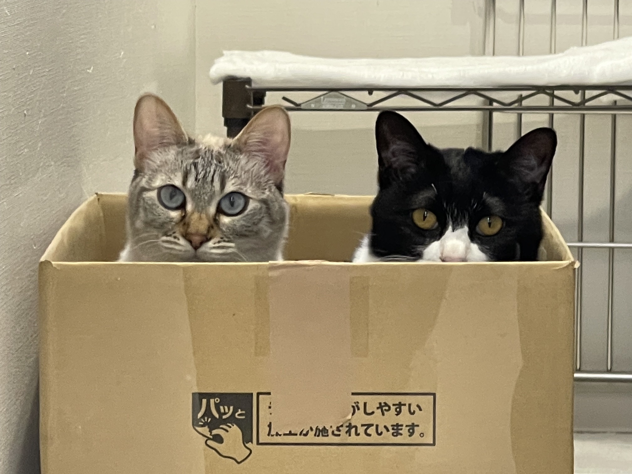 段ボールから顔を出している2匹の猫