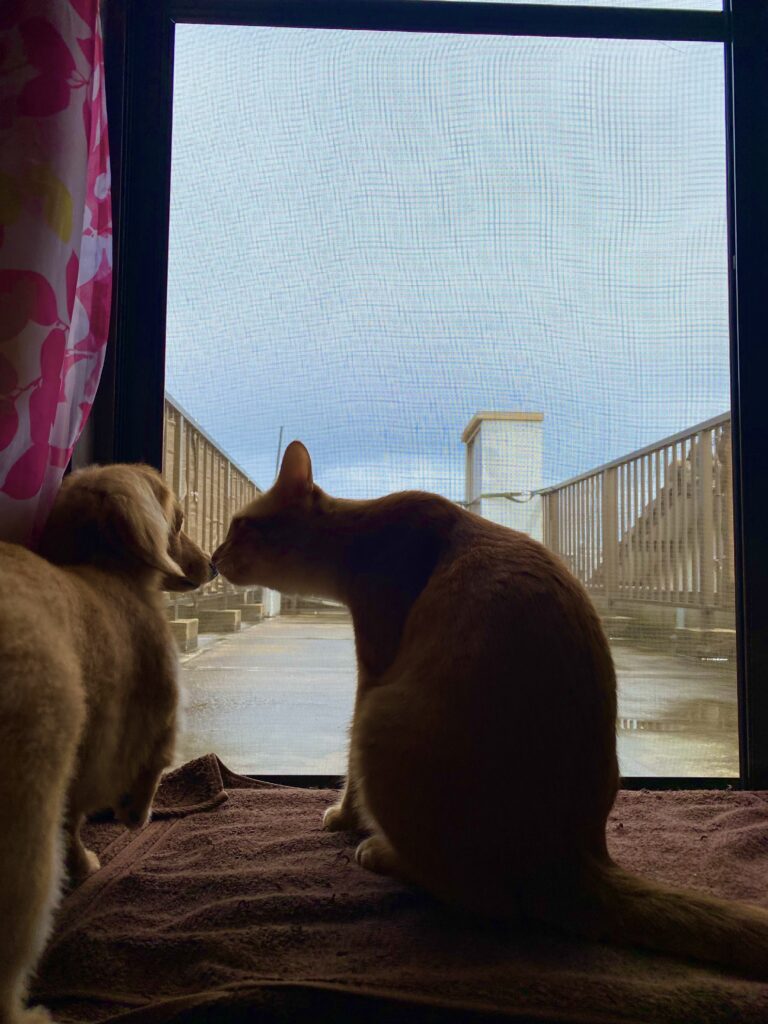 鼻チューする犬と猫