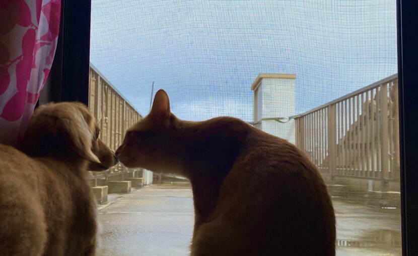 鼻チューする犬と猫