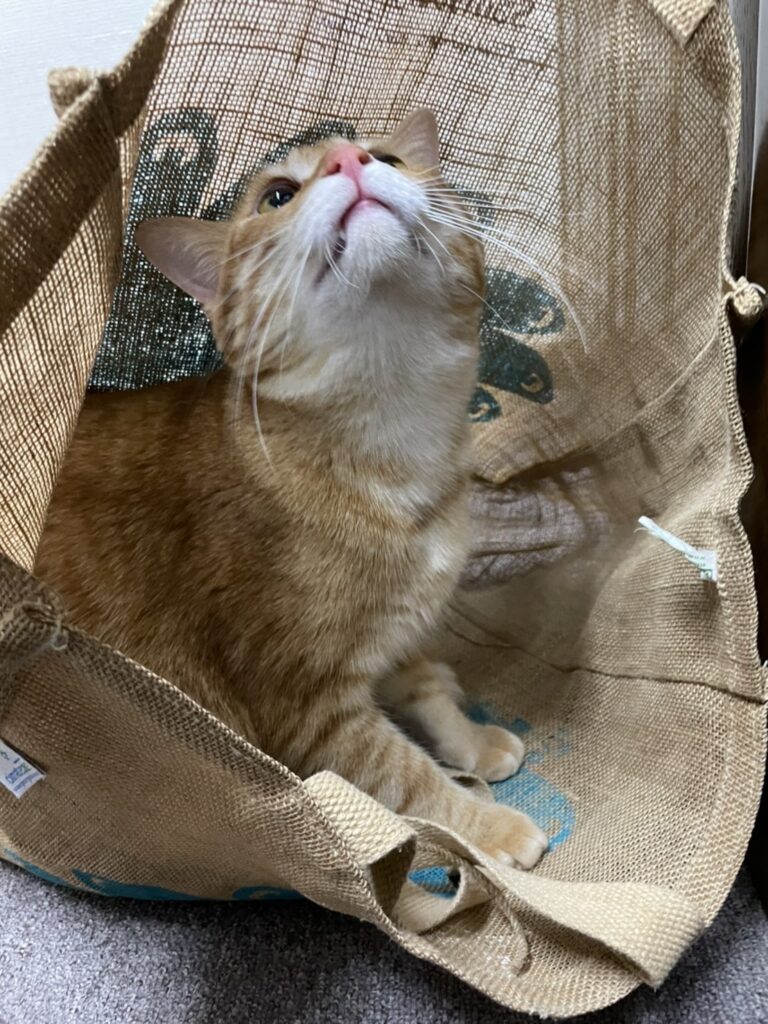 袋に入っている茶トラ猫