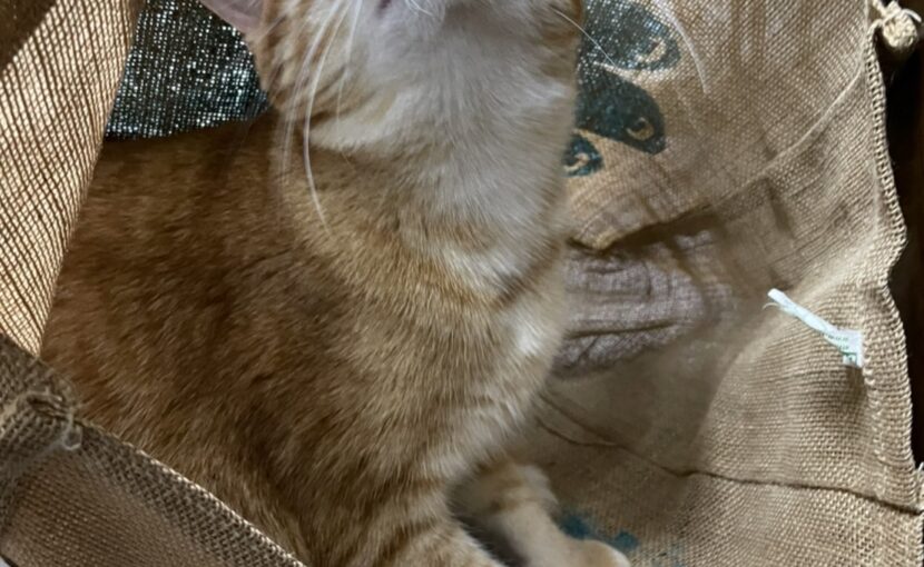 袋に入っている茶トラ猫