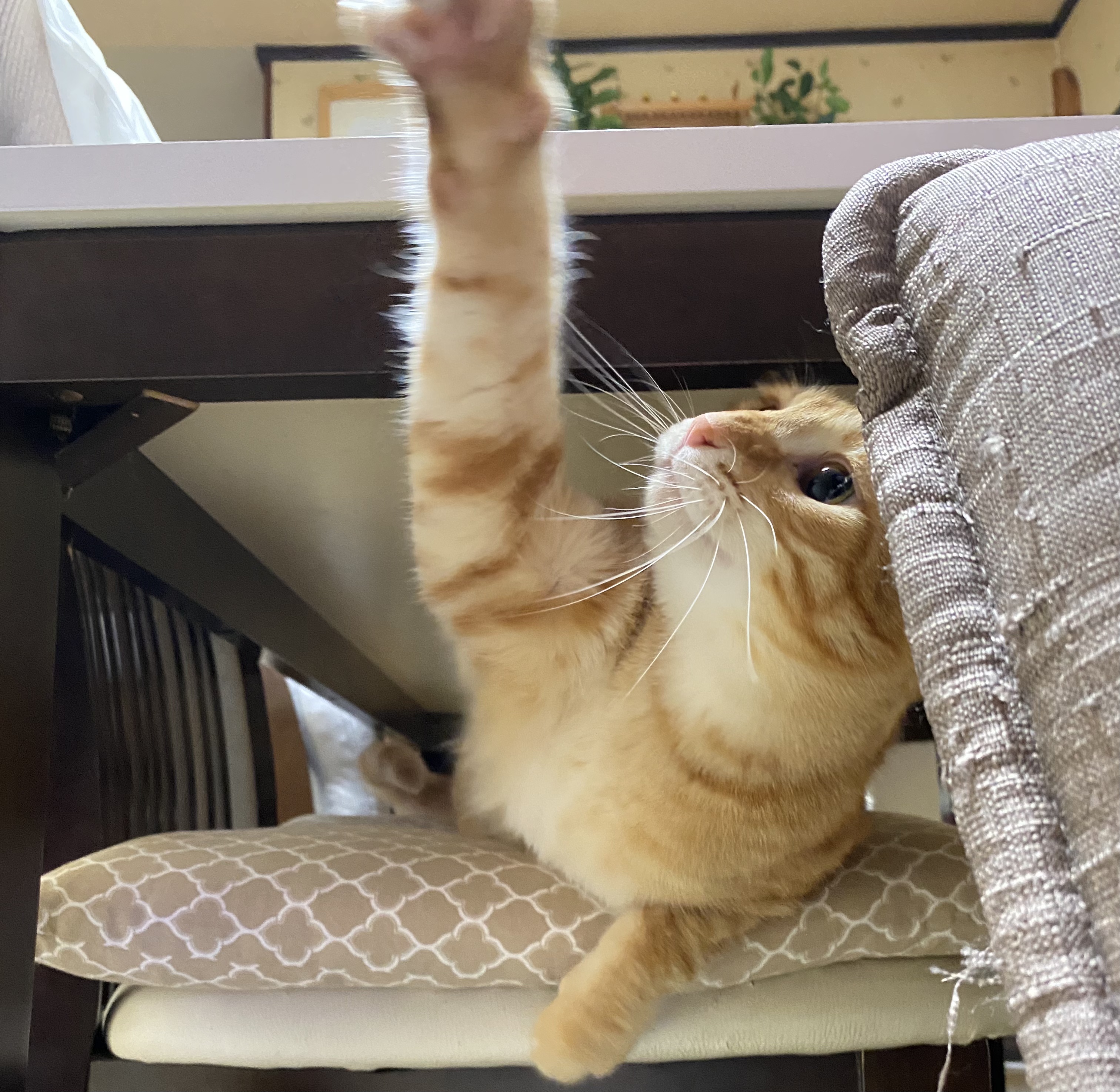 手を伸ばしている茶トラの猫