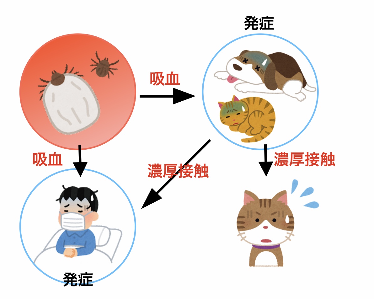 SFTSのヒトへの感染経路