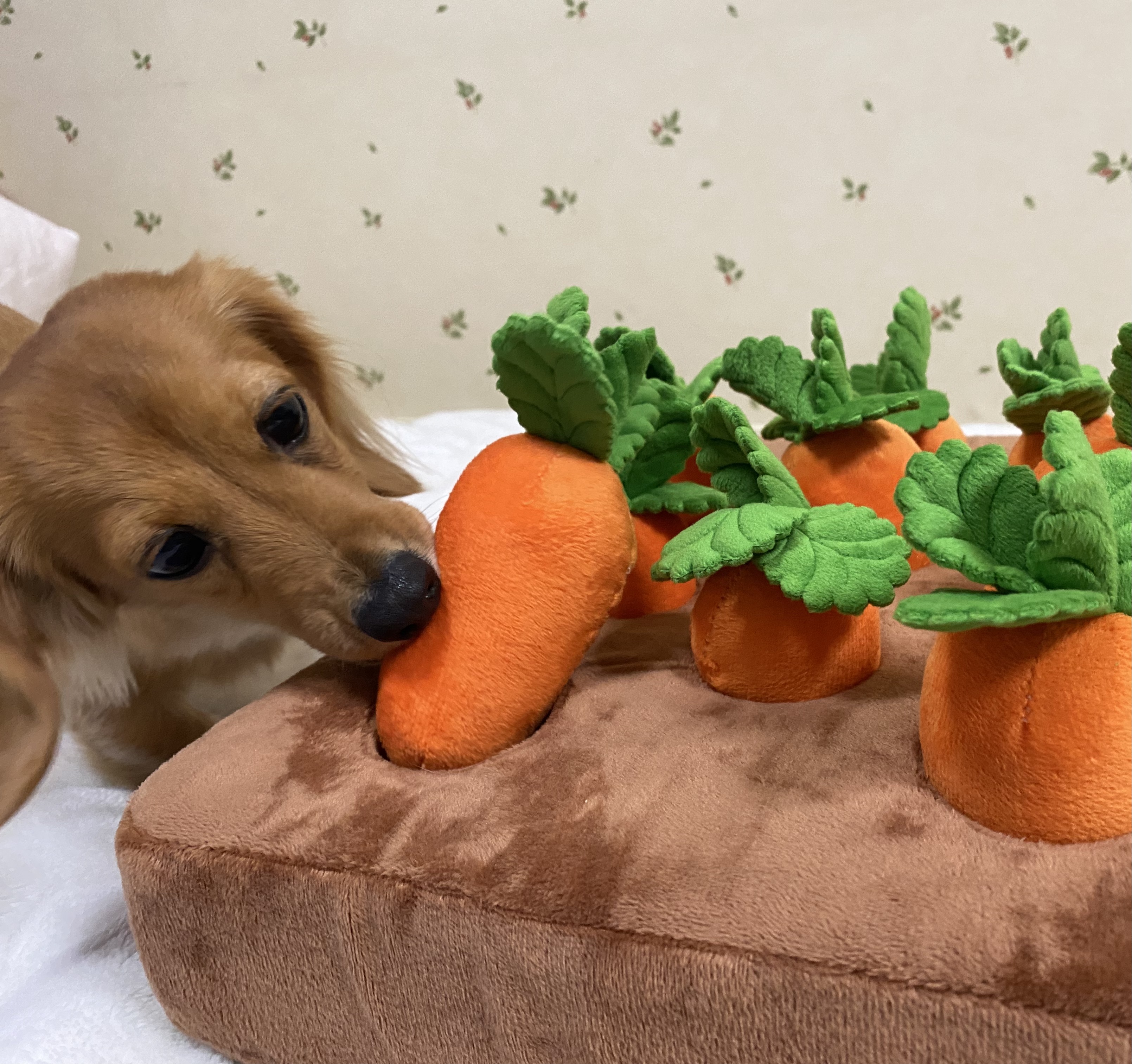 人参のおもちゃを齧っているミニチュアダックスフンド