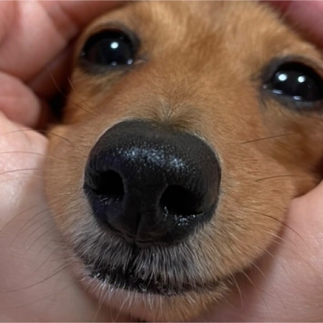 犬の鼻