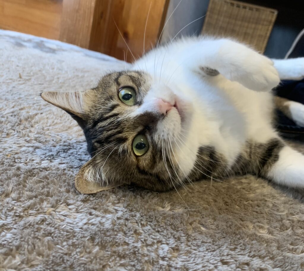 仰向けのキジトラ白の猫