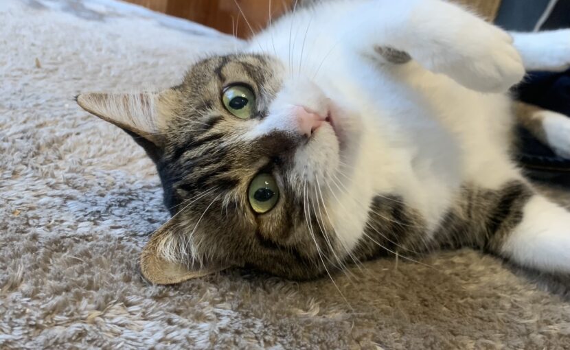 仰向けのキジトラ白の猫