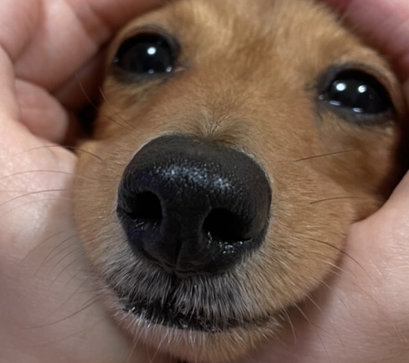 犬の鼻