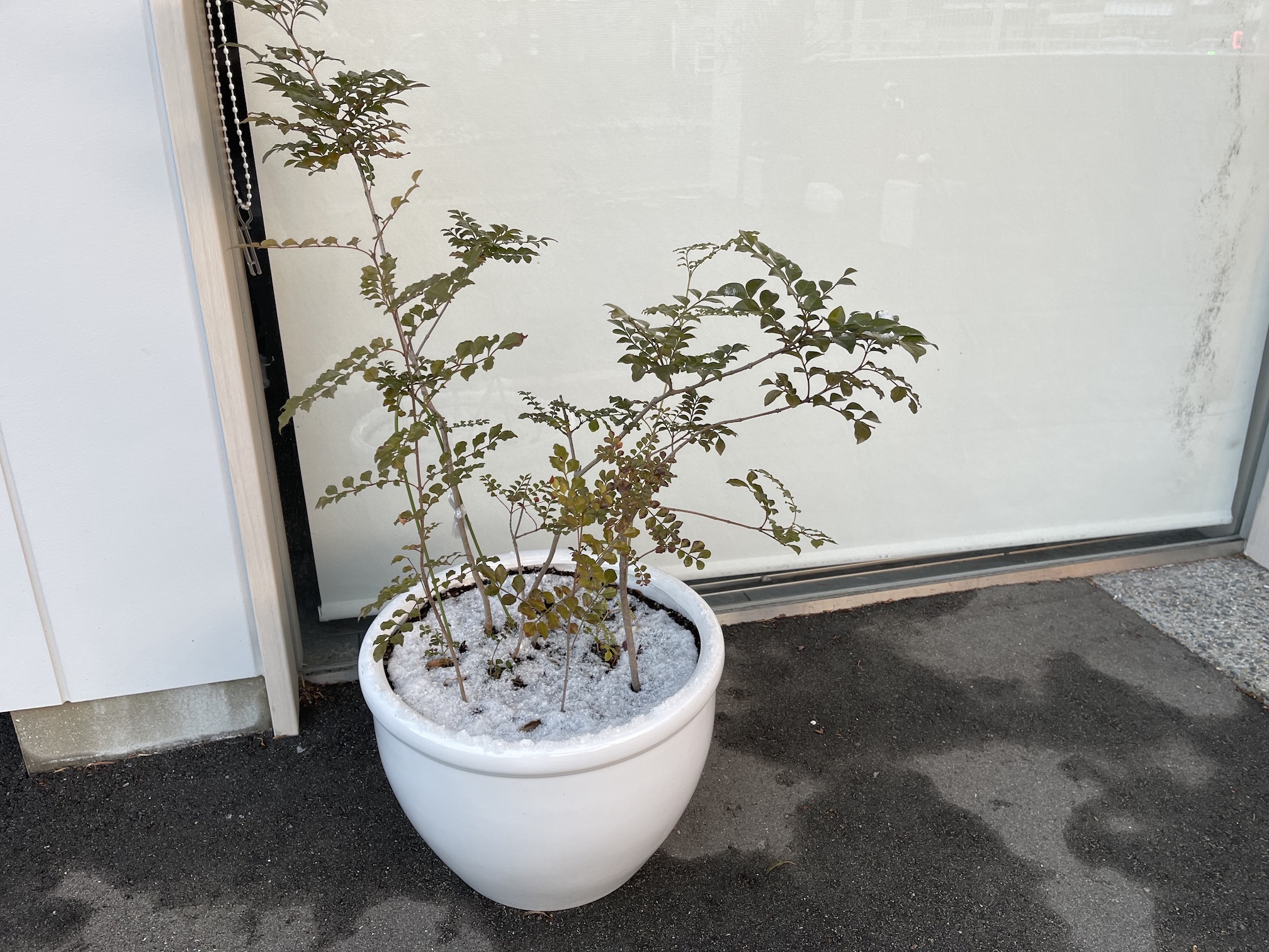 すわ動物病院の観葉植物