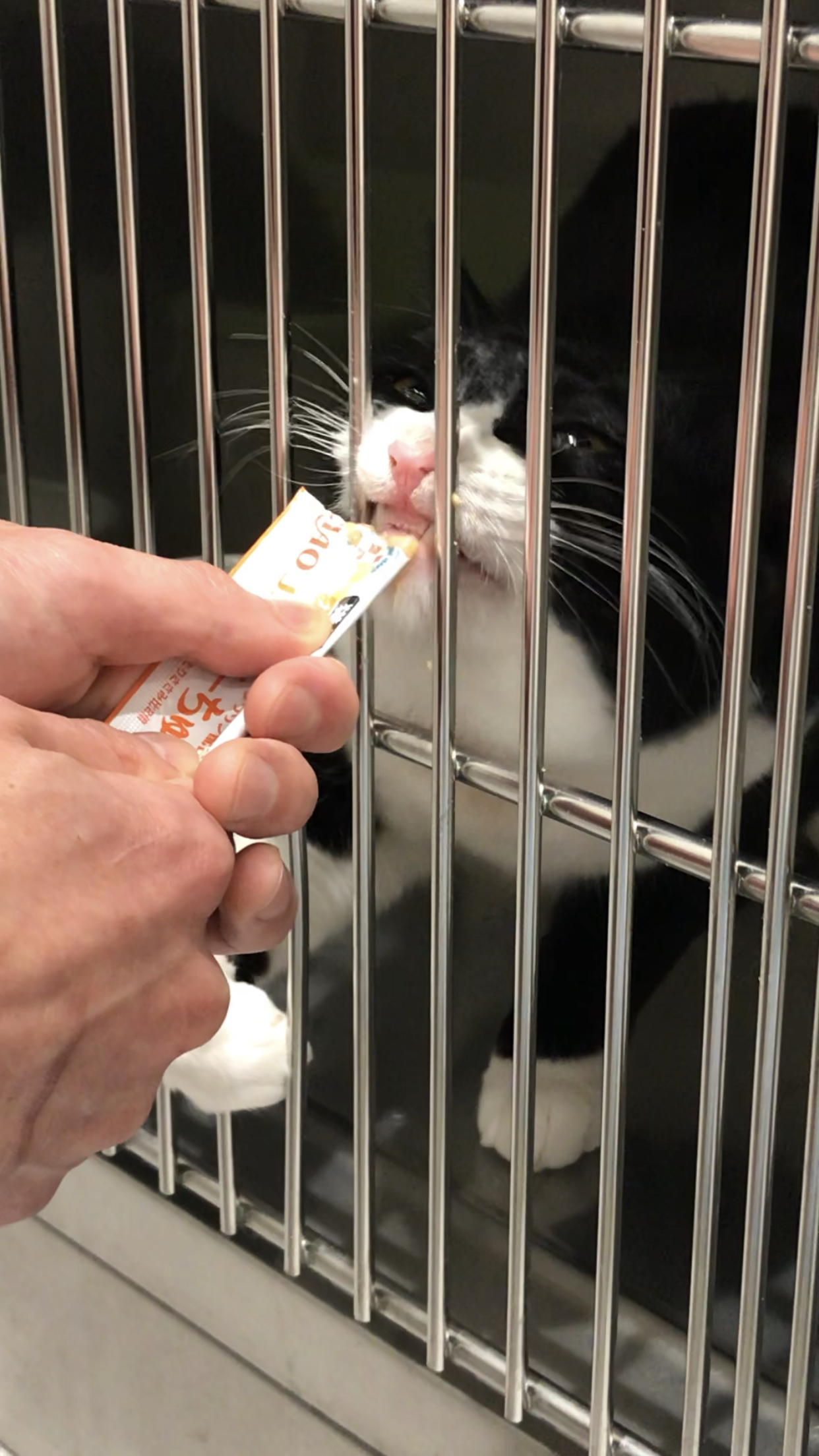 チュールを食べている白黒猫