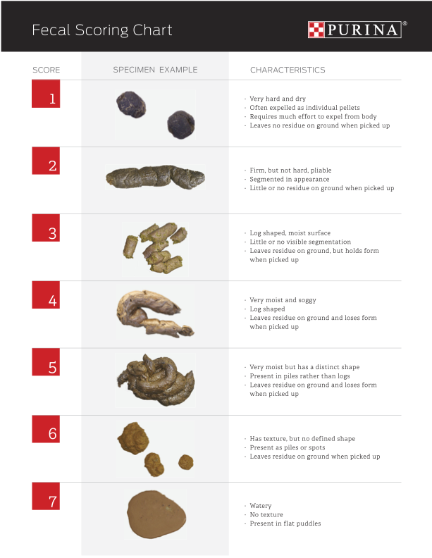 犬の下痢スコア