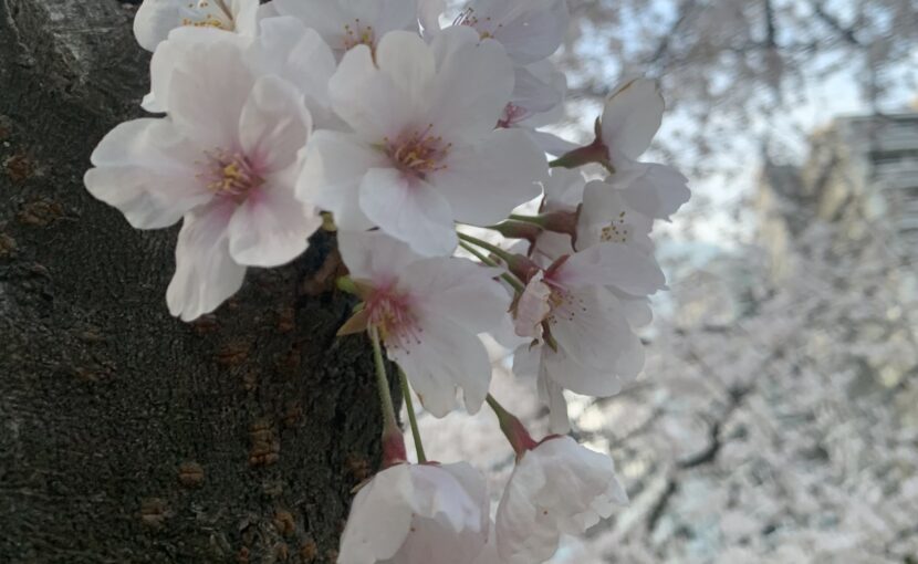 桜