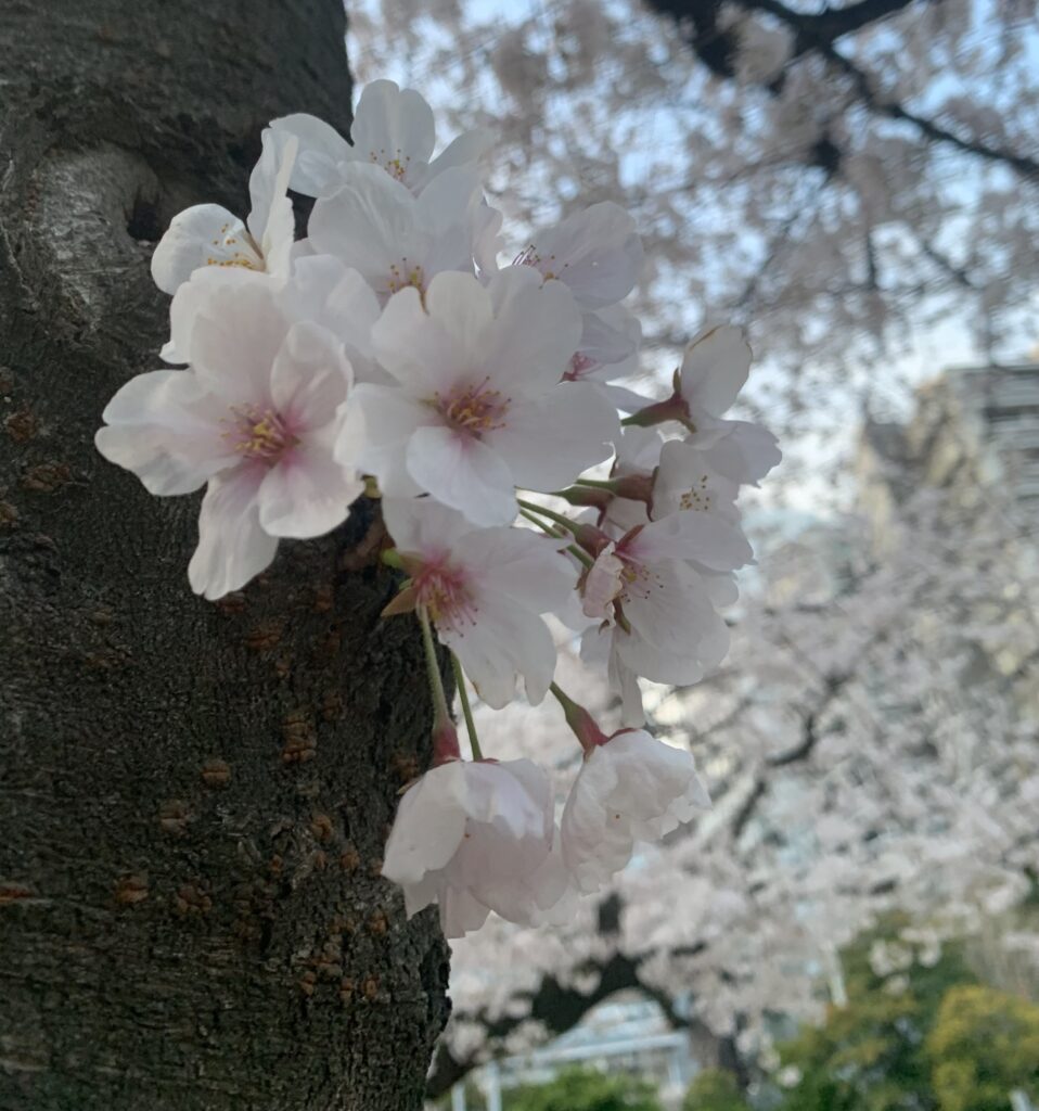 桜