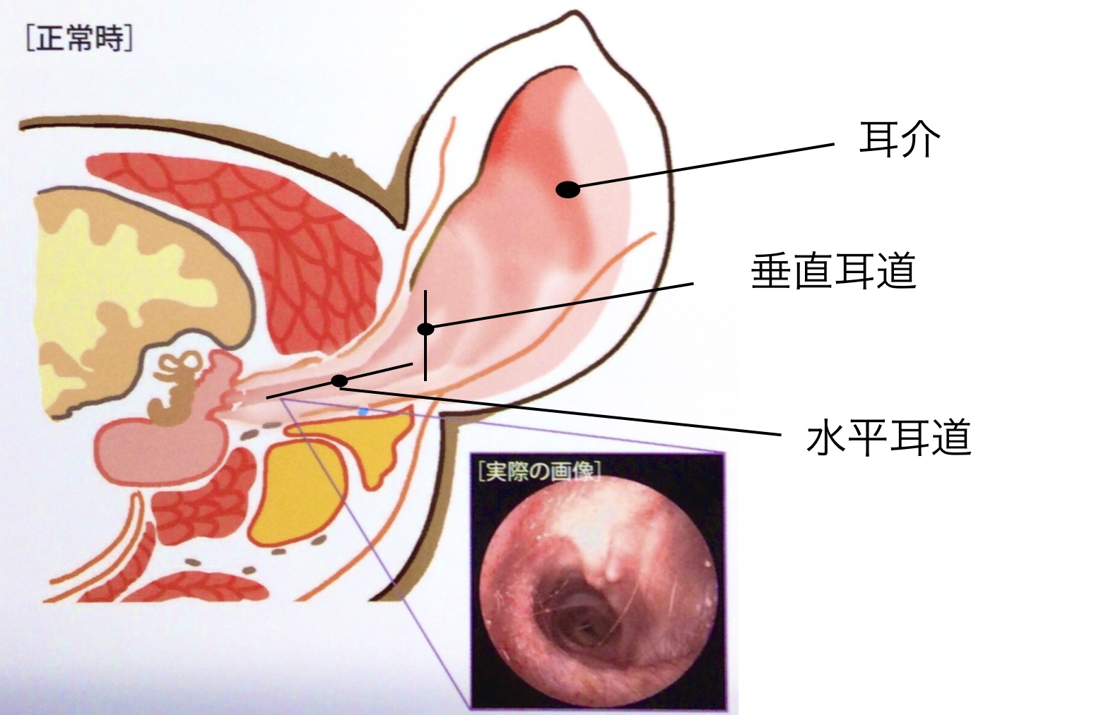 犬猫の耳の構造