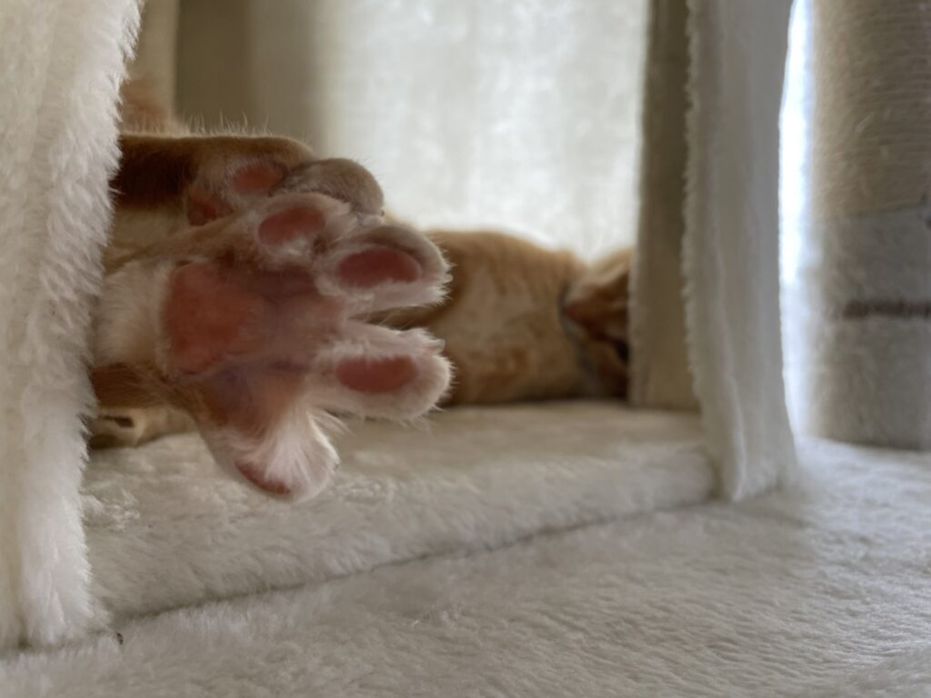足をの指を開いている猫