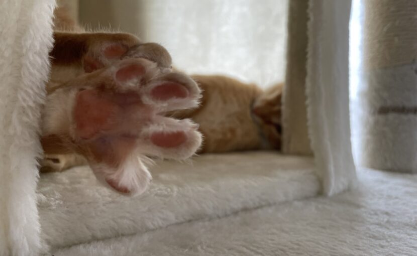 足をの指を開いている猫