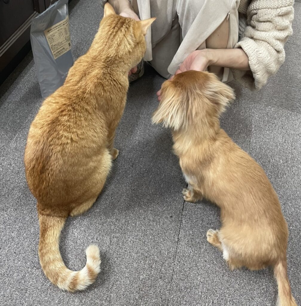 茶トラの猫とミニチュアダックスフンド