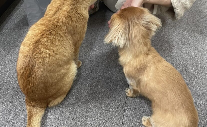 茶トラの猫とミニチュアダックスフンド