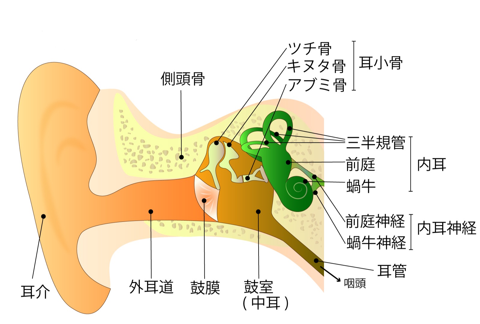 人の耳の構造