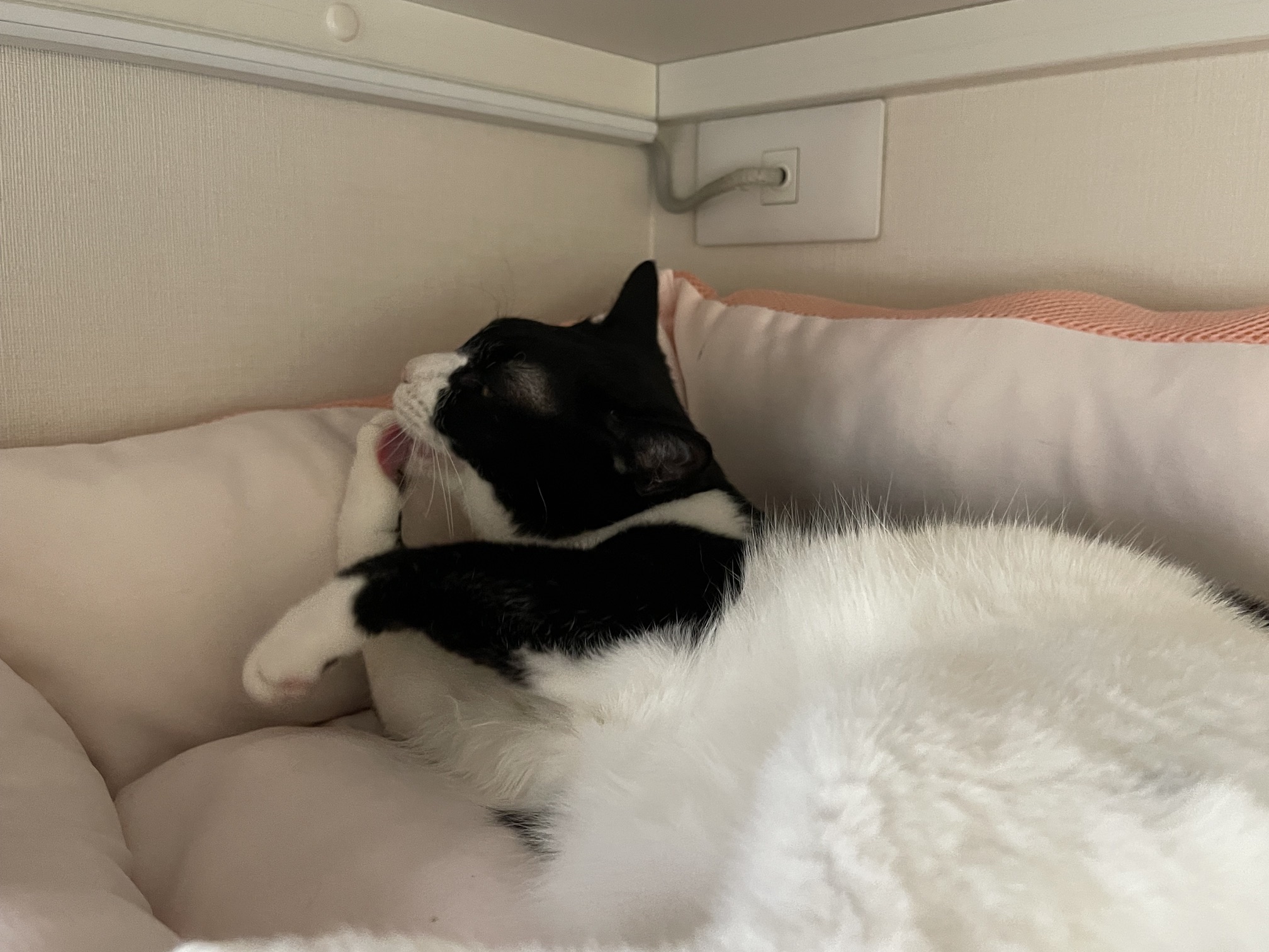 横になっている白黒猫