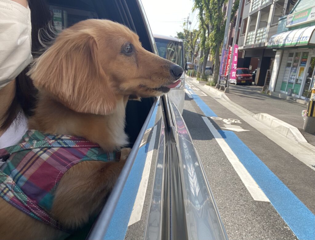 舌を出しているミニチュアダックスフンド