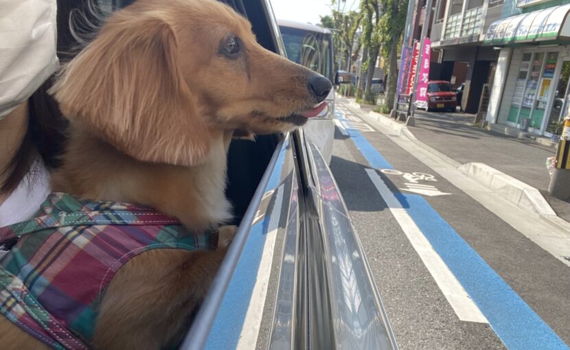 舌を出しているミニチュアダックスフンド