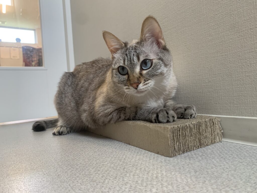 爪研ぎの上にいる猫