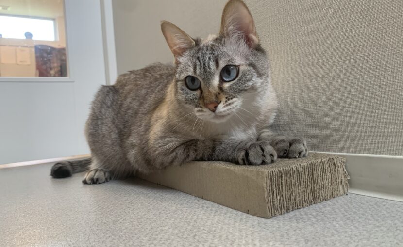 爪研ぎの上にいる猫