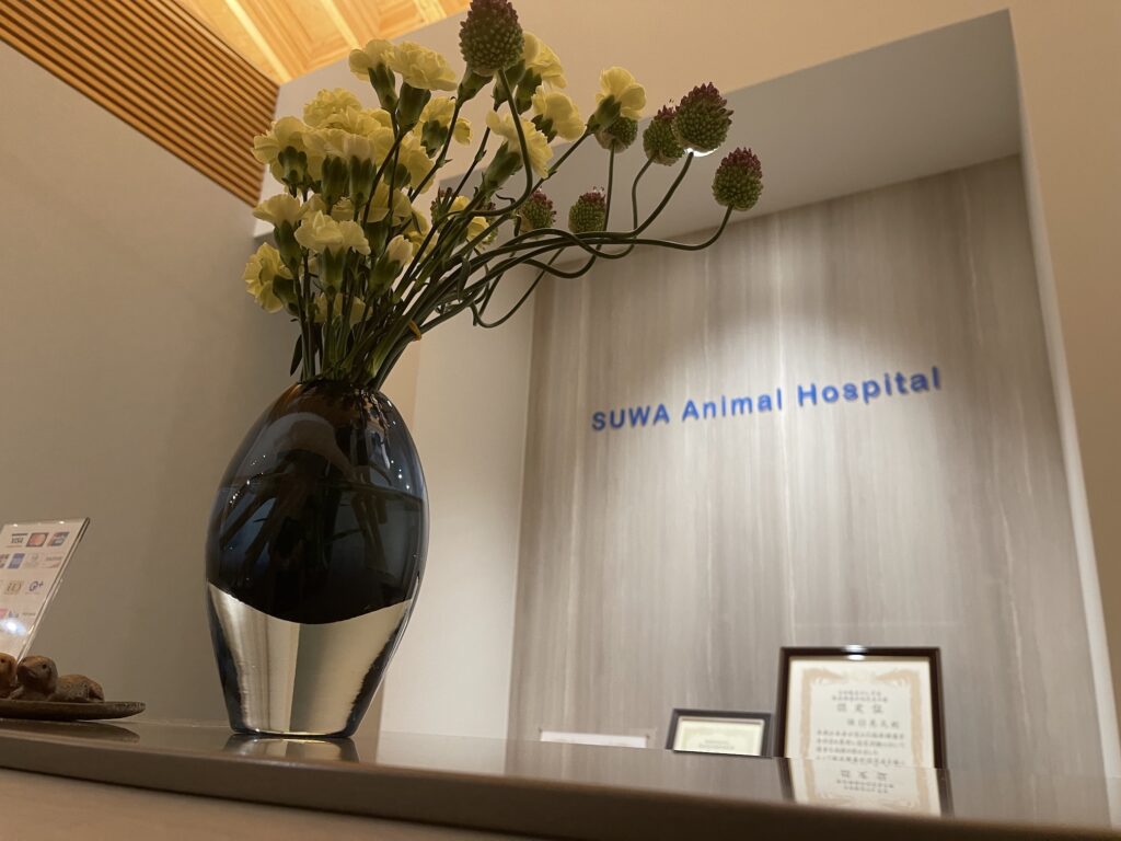 すわ動物病院の観葉植物